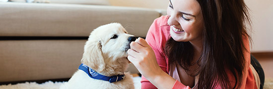 Dog at home with a dog sitter